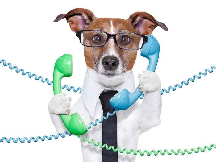 bigstock-Business-Dog-46507441-700x525